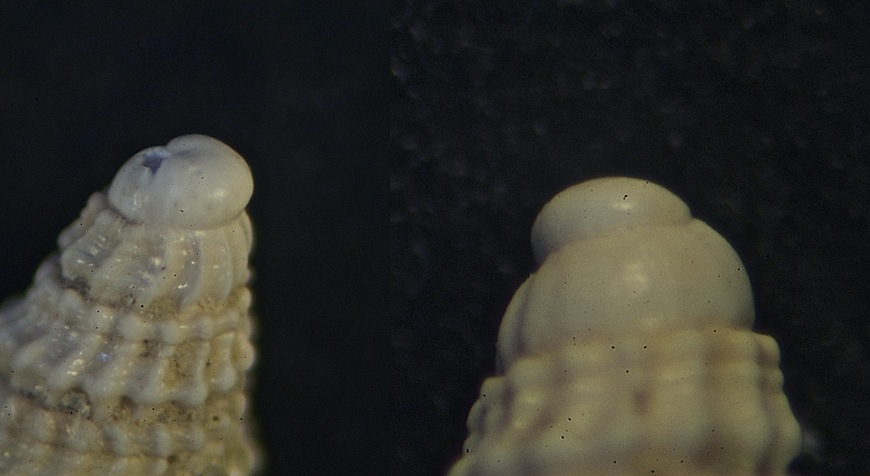 Microfossile 27
